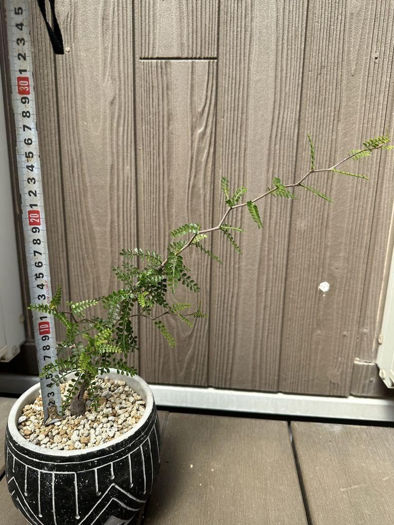 オペルクリカリア パキプス 根挿し Ａ オペルクリカリアパキプス パワータンク根挿し計40本】